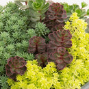 Suculentas Mix Natural