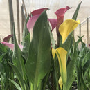 Cala x 3 30 cm Natural CT19