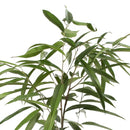 Ficus Alli 70 cm Natural CT24