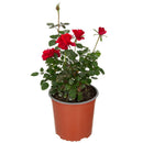 Arbusto Rosa Hybrida Natural.