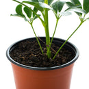 Schefflera 50 cm Natural CT17