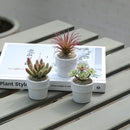 Set 3 Suculentas Artificiales 7 cm Verde