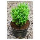 Arbusto Boj Verde Natural