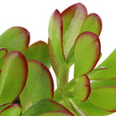 Jade 20 cm Natural CT13