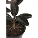 Gomero Variedades 30 cm Natural CT17