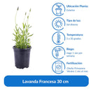 Lavanda Francesa 30 cm Natural CT14