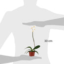 Orquidea Phalaenops 30 cm Natural CT13.