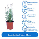 Lavanda Stoe Madrid 30 cm Natural CT15
