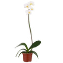 Orquidea Phalaenops 30 cm Natural CT13.