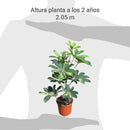 Schefflera 30 cm Natural CT14