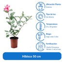 Hibisco 50 cm Natural CT17
