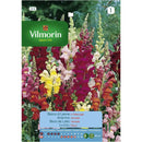 Semilla Flor Perrito Gigante 0.6 gr Sachet