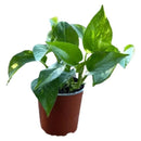 Planta Scindapsus 20 cm Natural CT13