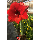 Amaryllis Clasica 30 cm Natural CT13