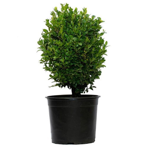 Arbusto Boj Bola Natural 20 cm