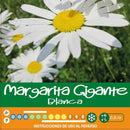 Semilla Flor Margarita 1 gr Sachet