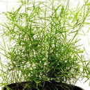 Planta Esparraguera Natural 10 cm