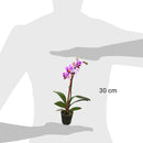 Orquidea Phalaenopsis Mini 30 cm Natural CT6