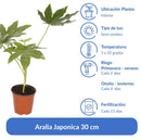 Aralia Japonica 30 cm Natural CT17