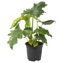 Philodendro Paragua 20 cm Natural CT13