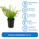 Veronica Colombiana 15 cm Natural CT12