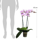 Orquidea Phalaenopsis 65 cm Natural CT