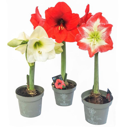 Amaryllis Clasica 30 cm Natural CT13