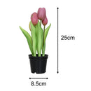 Tulipan Rosado 8 Cm Rosado