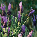 Lavanda Stoe Madrid 30 cm Natural CT15