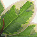 Planta Artificial Gomero 43 cm Rosado