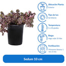 Sedum Natural