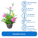 Clavelina 10 cm Natural CT10