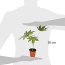 Aralia Japonica 30 cm Natural CT17