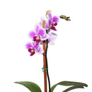 Orquidea Phalaenopsis Mini 30 cm Natural CT6