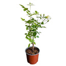 Rosa Iceberg 30 cm Natural CT17