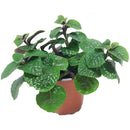 Dolar Negro 10 cm Natural CT13