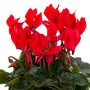 Planta Cyclamen mini 10 cm Natural CT13