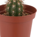 Cactus Variedad Grande 5 cm Natural CT10