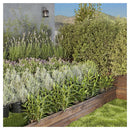 Lavanda Francesa 40 cm Natural CT23