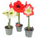 Amaryllis Clasica 30 cm Natural CT13
