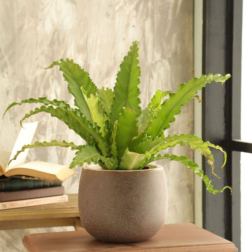 Macetero Ceuta De Ceramica 22X18 Cm Beige