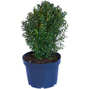 Arbusto Boj Verde Natural