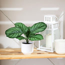 Planta Artificial Calathea 21 cm Verde