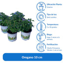 Oregano 10 cm Natural CT10