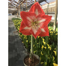 Amaryllis Clasica 30 cm Natural CT13