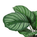 Planta Artificial Calathea 21 cm Verde