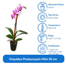 Orquidea Phalaenopsis Mini 30 cm Natural CT6