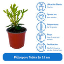 Pittosporo Tobira En 15 cm Natural CT14