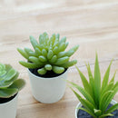 Set 2 Suculentas Artificiales 14 cm Verde