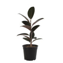 Gomero Variedades 30 cm Natural CT17